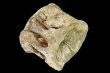 Fossil Xiphactinus (Cretaceous Fish) Vertebra - Kansas #139304-1